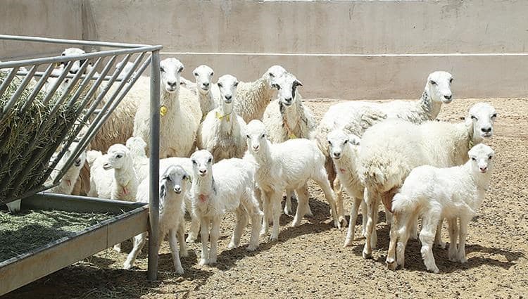 الثروة الحيوانية