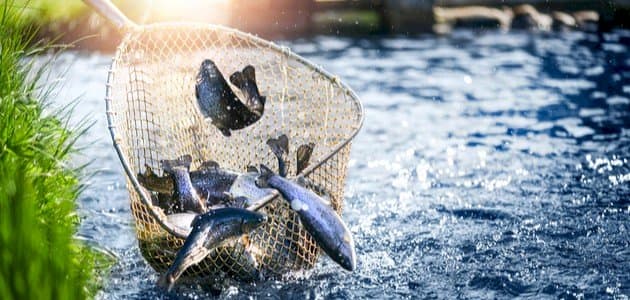 تربية الأسماك